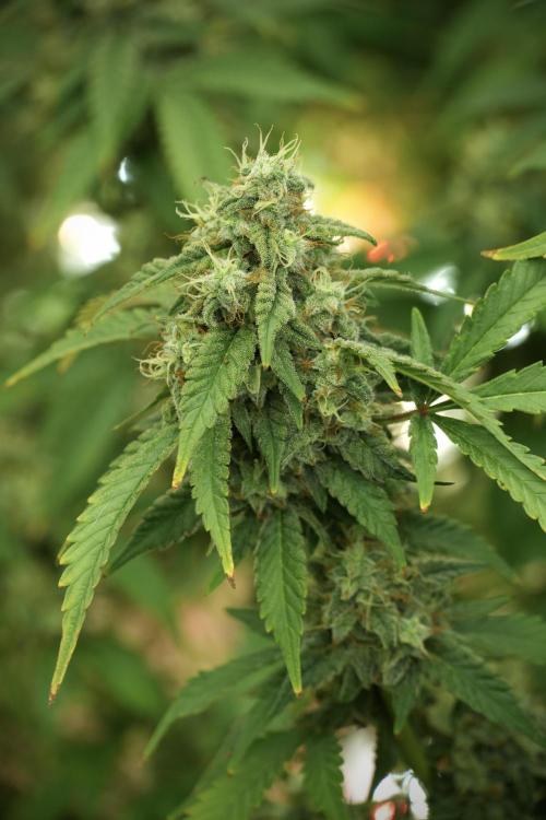 Skywalker OG Legends of the 12/12 Galaxy. Week 12 - Skywalker OG no Veg and shinning bright 