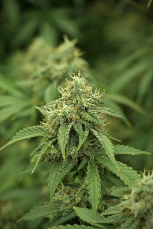 Skywalker OG Legends of the 12/12 Galaxy. Week 12 - Skywalker OG no Veg and shinning bright 