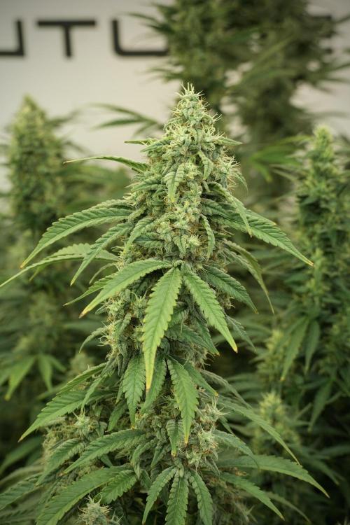Skywalker OG Legends of the 12/12 Galaxy. Week 12 - Skywalker OG no Veg and shinning bright 