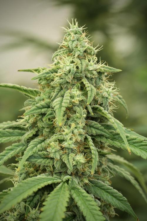Skywalker OG Legends of the 12/12 Galaxy. Week 12 - Skywalker OG no Veg and shinning bright 