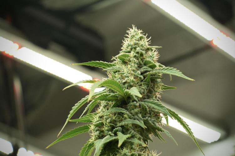 Skywalker OG Legends of the 12/12 Galaxy. Week 12 - Skywalker OG no Veg and shinning bright 