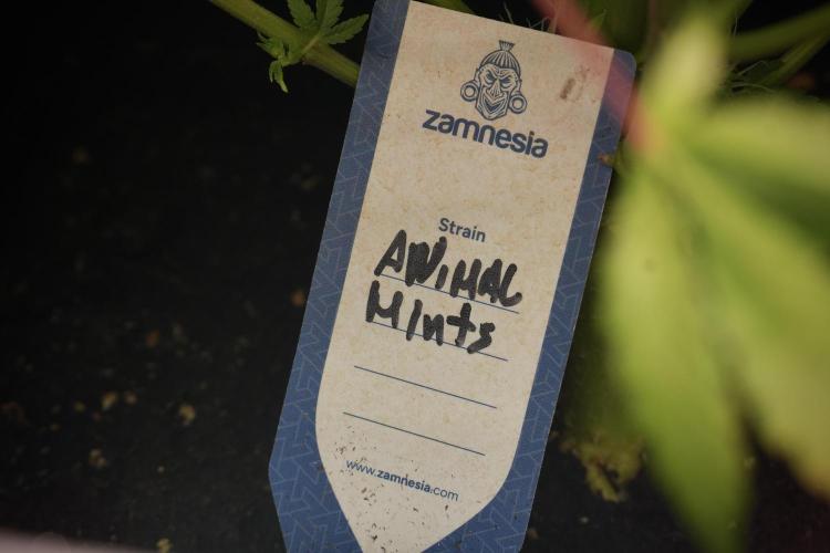 Animal Mints-Legends of the Frozen North. Week 12 - Animal Mints No Veg 