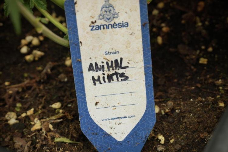 Animal Mints-Legends of the Frozen North. Week 12 - Animal Mints No Veg 