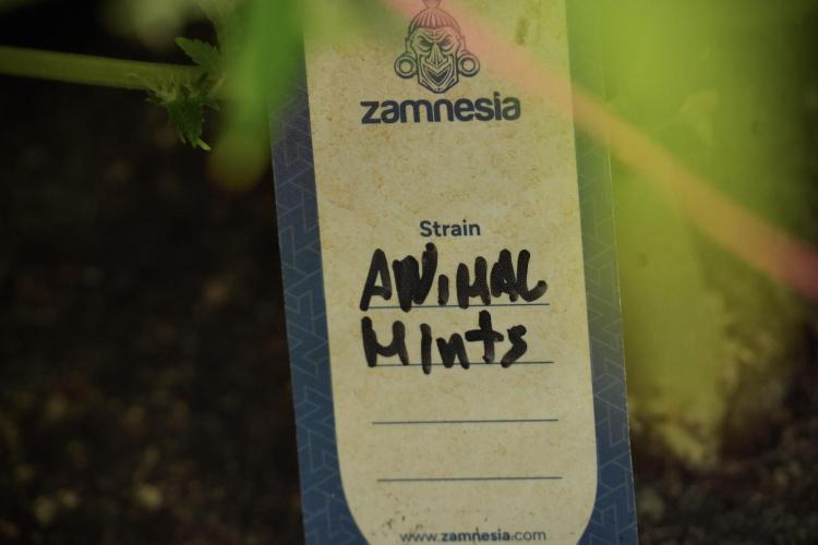Animal Mints-Legends of the Frozen North. Week 12 - Animal Mints No Veg 