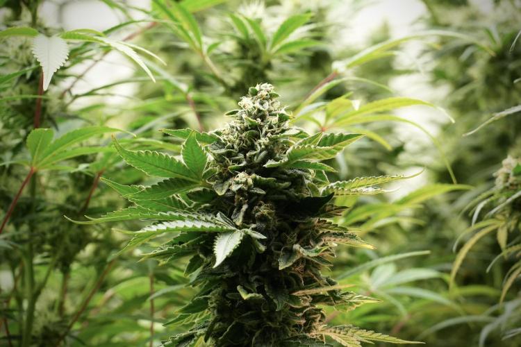 SOUR DIESEL-The Ascension of a Legend. Week 13 - Sour Diesel 
