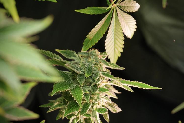 SOUR DIESEL-The Ascension of a Legend. Week 13 - Sour Diesel 