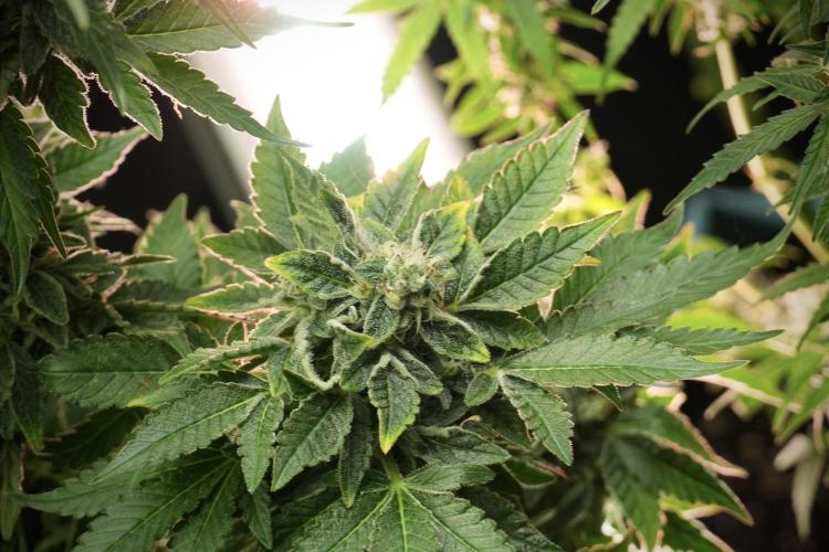 SOUR DIESEL-The Ascension of a Legend. Week 13 - Sour Diesel 