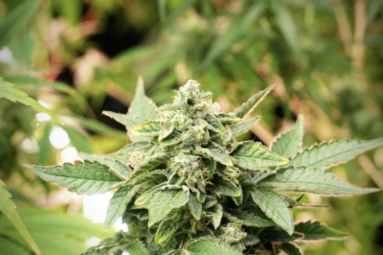 SOUR DIESEL-The Ascension of a Legend. Week 13 - Sour Diesel 