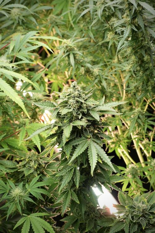 SOUR DIESEL-The Ascension of a Legend. Week 13 - Sour Diesel 