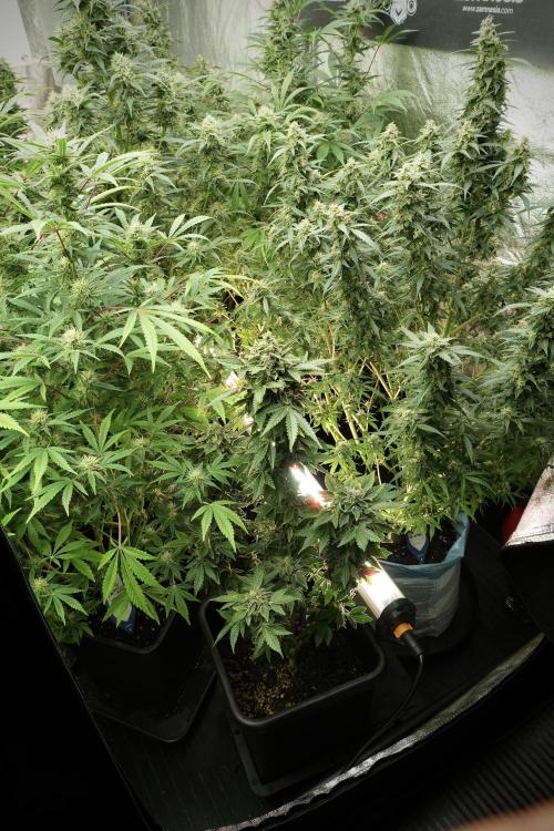 SOUR DIESEL-The Ascension of a Legend. Week 13 - Sour Diesel 