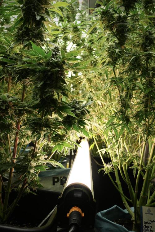 SOUR DIESEL-The Ascension of a Legend. Week 13 - Sour Diesel 