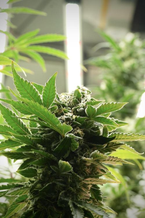 SOUR DIESEL-The Ascension of a Legend. Week 13 - Sour Diesel 