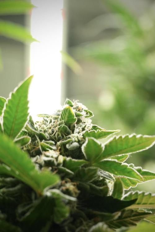SOUR DIESEL-The Ascension of a Legend. Week 13 - Sour Diesel 