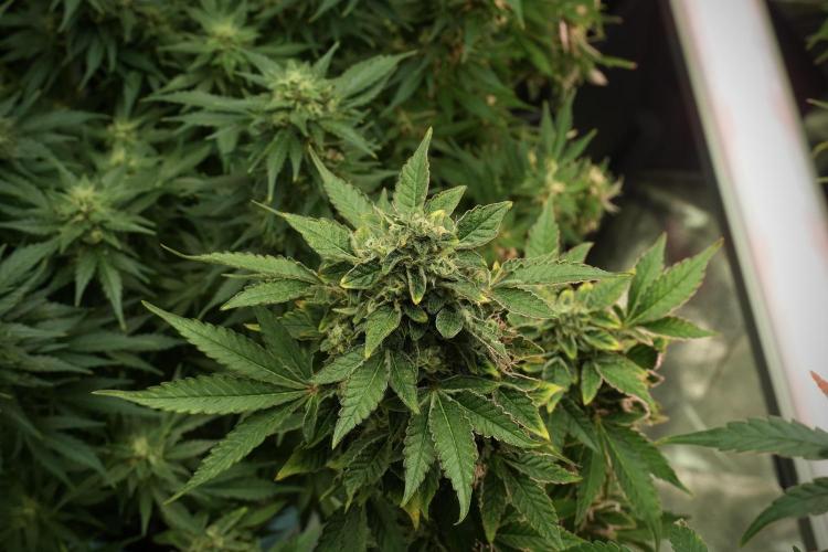SOUR DIESEL-The Ascension of a Legend. Week 13 - Sour Diesel 