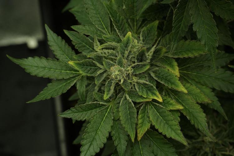 SOUR DIESEL-The Ascension of a Legend. Week 13 - Sour Diesel 