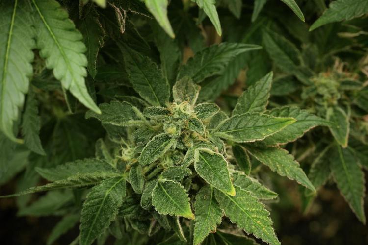 SOUR DIESEL-The Ascension of a Legend. Week 13 - Sour Diesel 
