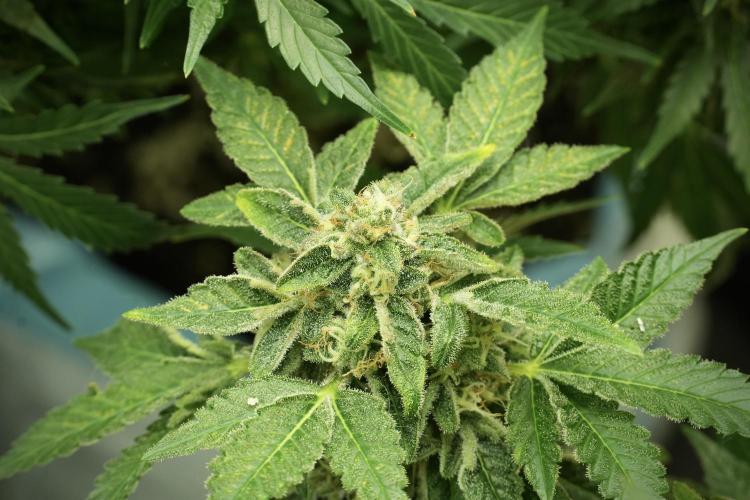 SOUR DIESEL-The Ascension of a Legend. Week 13 - Sour Diesel 