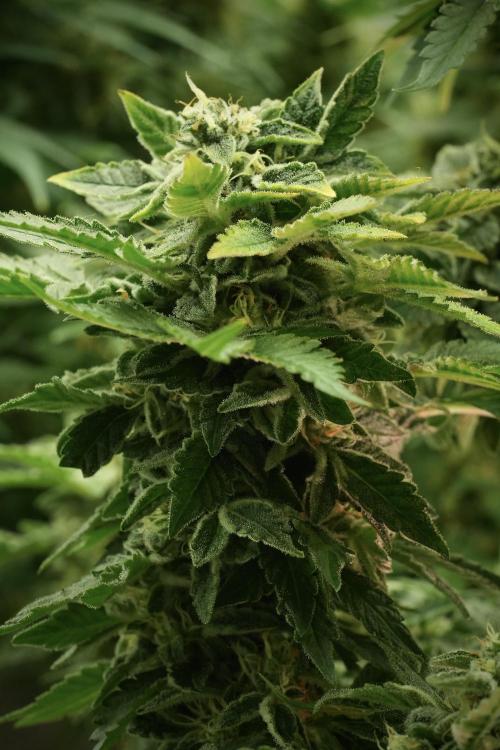 SOUR DIESEL-The Ascension of a Legend. Week 13 - Sour Diesel 