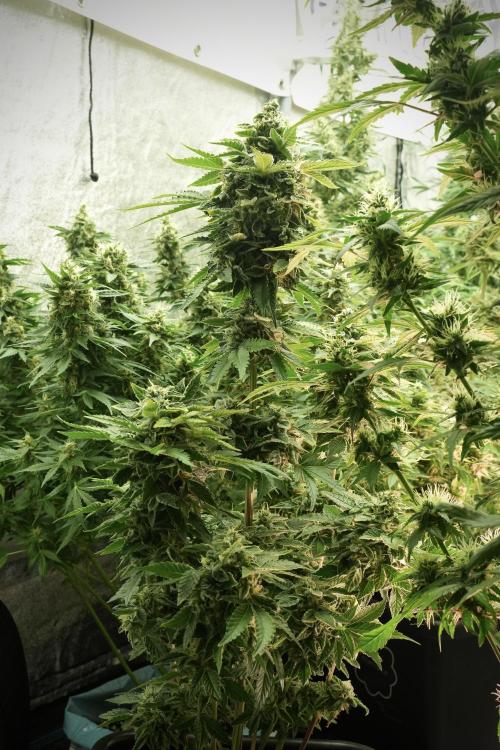 SOUR DIESEL-The Ascension of a Legend. Week 13 - Sour Diesel 