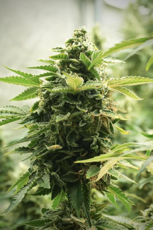SOUR DIESEL-The Ascension of a Legend. Week 13 - Sour Diesel 