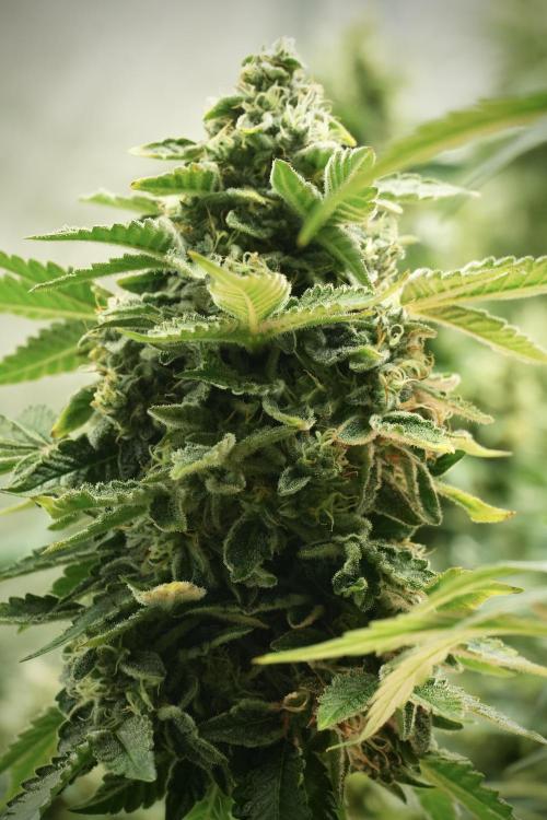 SOUR DIESEL-The Ascension of a Legend. Week 13 - Sour Diesel 