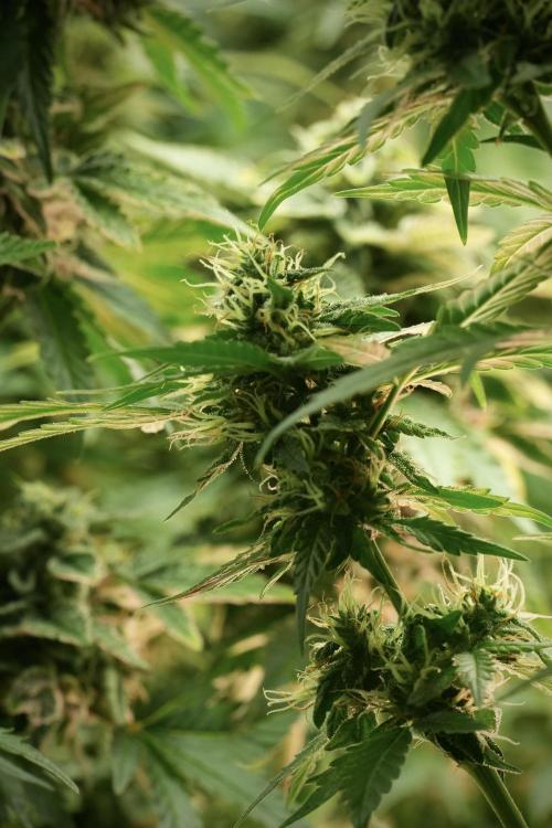 SOUR DIESEL-The Ascension of a Legend. Week 13 - Sour Diesel 