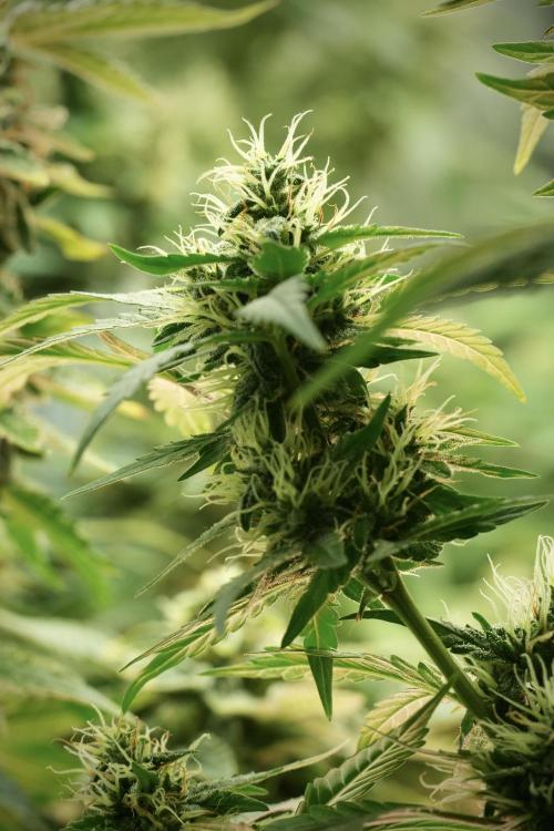 SOUR DIESEL-The Ascension of a Legend. Week 13 - Sour Diesel 