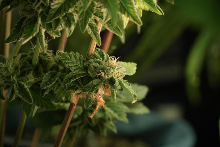 SOUR DIESEL-The Ascension of a Legend. Week 13 - Sour Diesel 