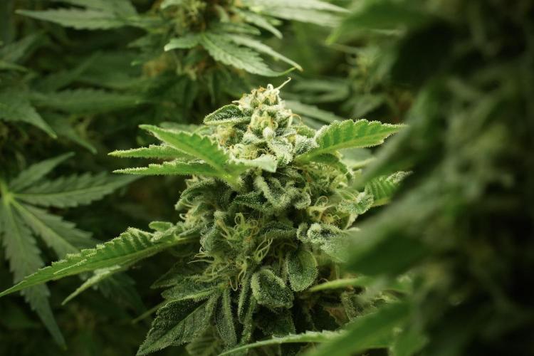 SOUR DIESEL-The Ascension of a Legend. Week 13 - Sour Diesel 