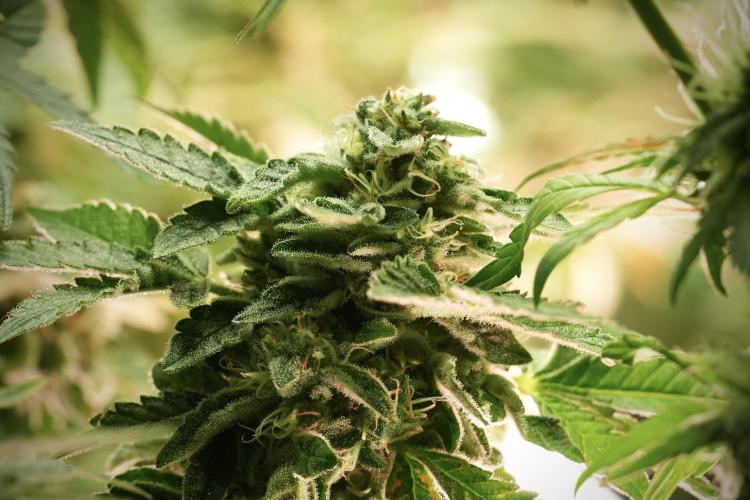 SOUR DIESEL-The Ascension of a Legend. Week 13 - Sour Diesel 