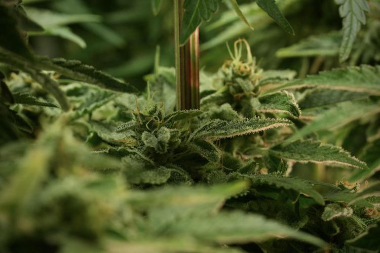 SOUR DIESEL-The Ascension of a Legend. Week 13 - Sour Diesel 