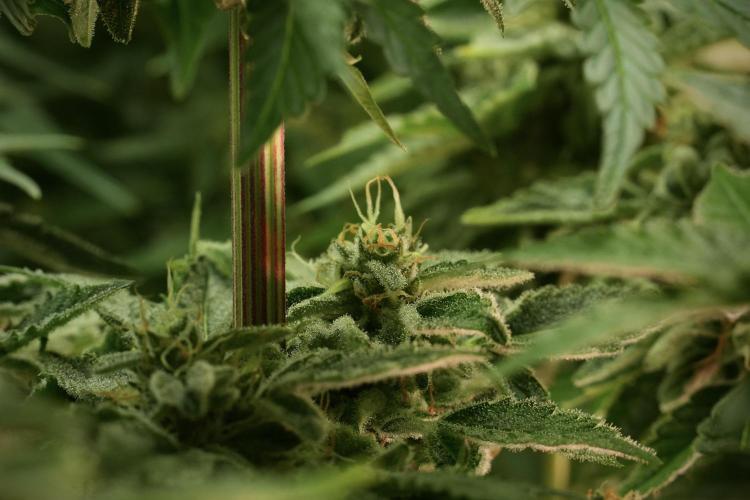 SOUR DIESEL-The Ascension of a Legend. Week 13 - Sour Diesel 