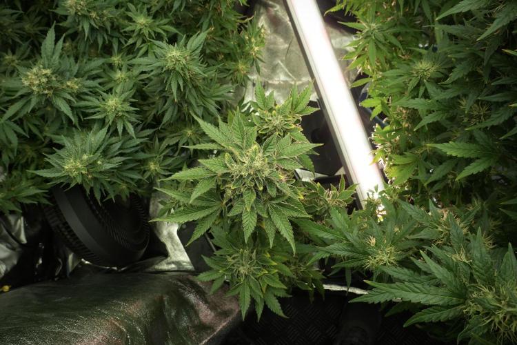 SOUR DIESEL-The Ascension of a Legend. Week 13 - Sour Diesel 