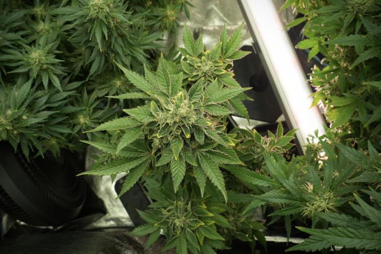 SOUR DIESEL-The Ascension of a Legend. Week 13 - Sour Diesel 
