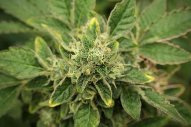 SOUR DIESEL-The Ascension of a Legend. Week 13 - Sour Diesel 