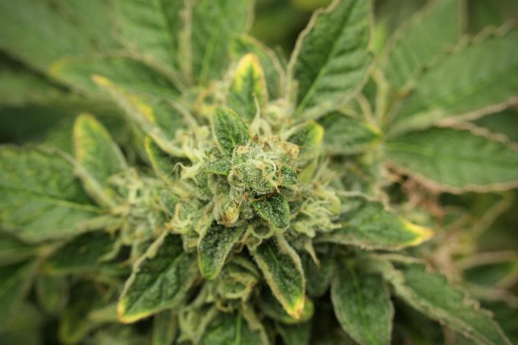 SOUR DIESEL-The Ascension of a Legend. Week 13 - Sour Diesel 