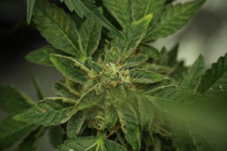 SOUR DIESEL-The Ascension of a Legend. Week 13 - Sour Diesel 