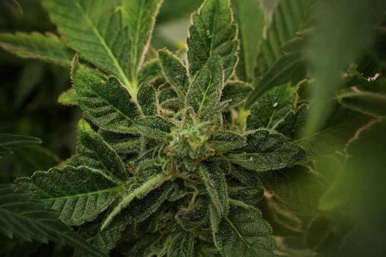 SOUR DIESEL-The Ascension of a Legend. Week 13 - Sour Diesel 