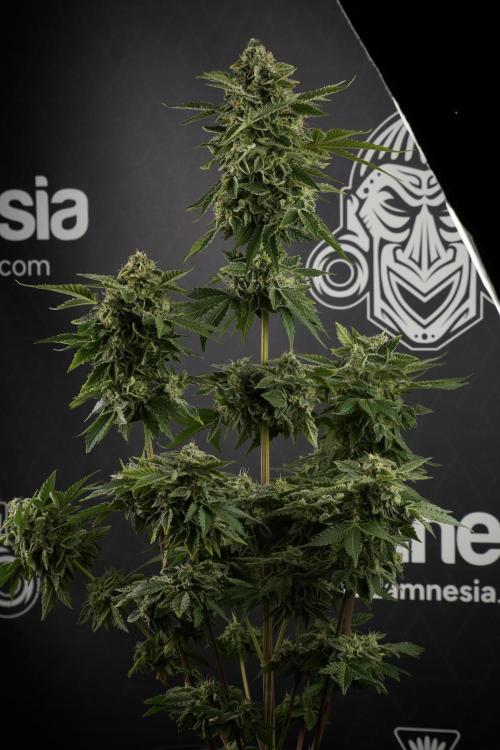 SOUR DIESEL-The Ascension of a Legend. Week 13 - Sour Diesel  studio time 