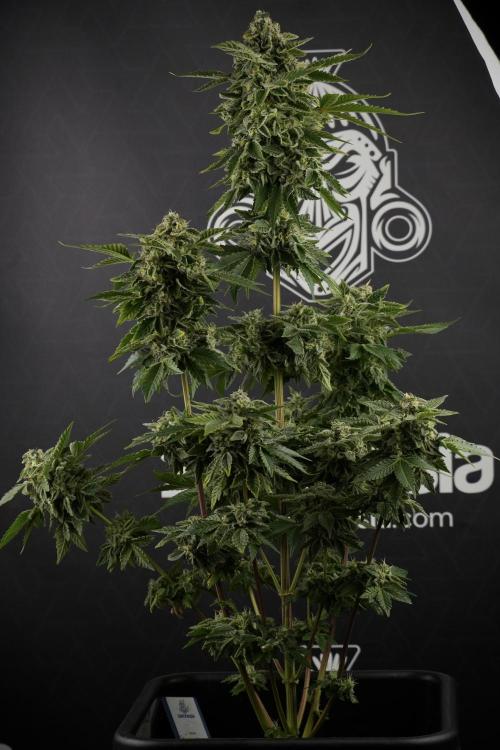 SOUR DIESEL-The Ascension of a Legend. Week 13 - Sour Diesel  studio time 