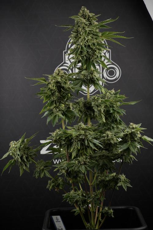 SOUR DIESEL-The Ascension of a Legend. Week 13 - Sour Diesel  studio time 