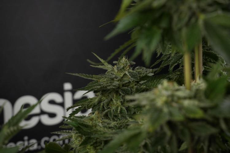 SOUR DIESEL-The Ascension of a Legend. Week 13 - Sour Diesel  studio time 