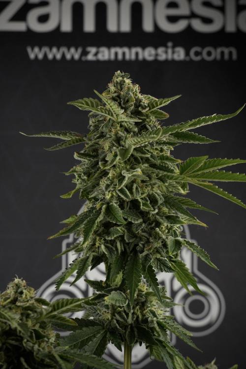 SOUR DIESEL-The Ascension of a Legend. Week 13 - Sour Diesel  studio time 