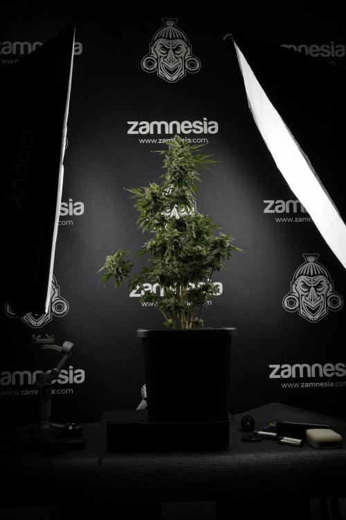 SOUR DIESEL-The Ascension of a Legend. Week 13 - Sour Diesel  studio time 