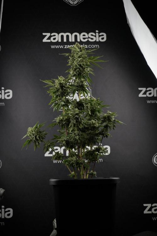 SOUR DIESEL-The Ascension of a Legend. Week 13 - Sour Diesel  studio time 