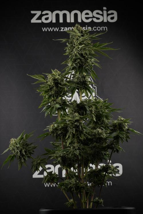 SOUR DIESEL-The Ascension of a Legend. Week 13 - Sour Diesel  studio time 