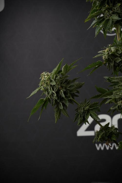 SOUR DIESEL-The Ascension of a Legend. Week 13 - Sour Diesel  studio time 