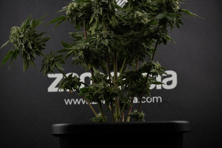 SOUR DIESEL-The Ascension of a Legend. Week 13 - Sour Diesel  studio time 