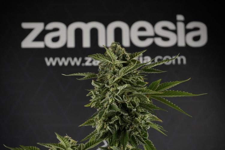 SOUR DIESEL-The Ascension of a Legend. Week 13 - Sour Diesel  studio time 