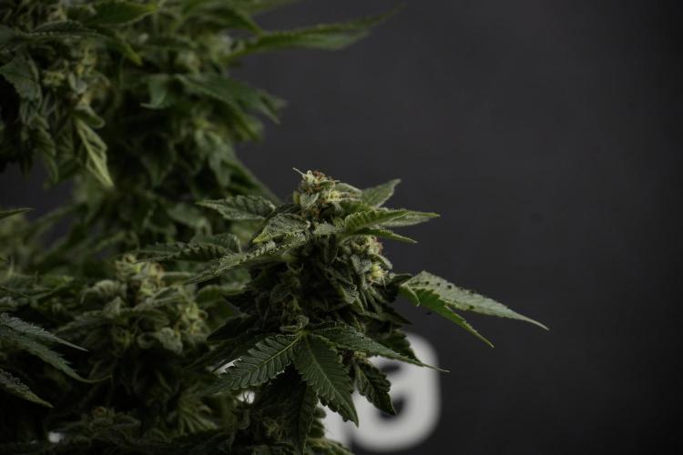 SOUR DIESEL-The Ascension of a Legend. Week 13 - Sour Diesel  studio time 